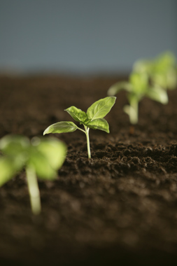 Ricaterra Corretivo Agrícula